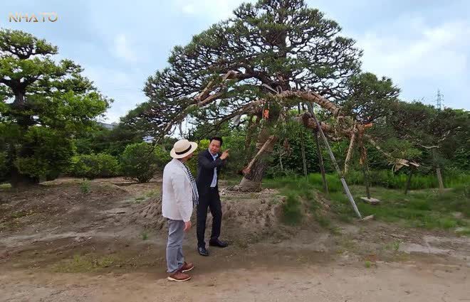 Thăm chủ nhân 15 vườn Nhật sở hữu loạt “bảo vật” quý giá nhất thế giới, rưng rưng thấy một vật dụng rất Việt Nam - Ảnh 3.