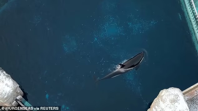 Cá voi sát thủ cô đơn nhất thế giới qua đời: Hơn 1 thập kỷ bị cô lập, từng có video quay cảnh đập đầu vào tường gây xót xa - Ảnh 1.