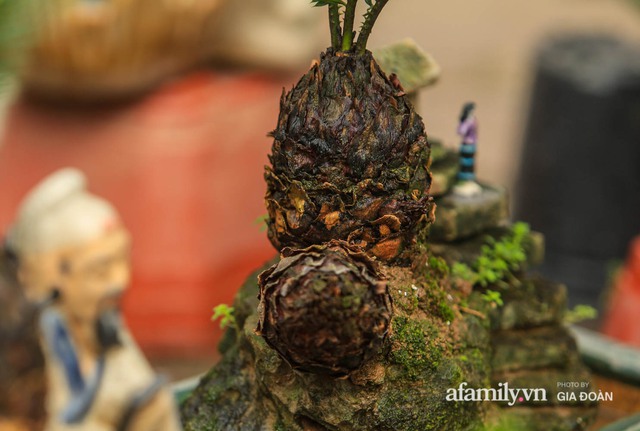 Vạn tuế bonsai của nghệ nhân Hà thành giá hàng chục triệu đồng vẫn hút khách dịp Tết - Ảnh 13.
