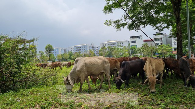 Bên trong khu đô thị Thanh Hà bất ngờ bị cò thổi giá - Ảnh 8.