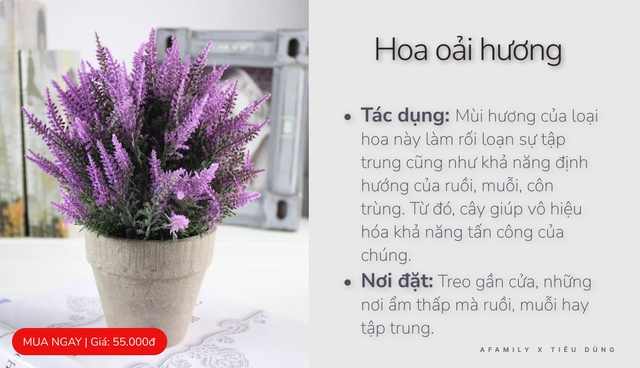 Với vài chục nghìn trong tay, cứ chọn mua 7 loại cây cảnh này đảm bảo muỗi sợ hãi tránh xa nhà bạn - Ảnh 6.