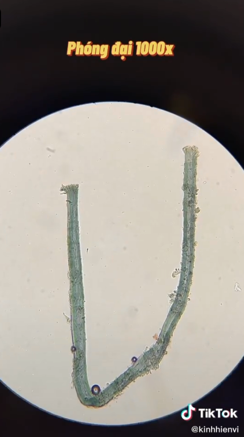 Chuyên gia nói gì về clip sự thật khi soi nước mắm dưới kính hiển vi và 4 lưu ý khi người Việt dùng nước mắm để không ảnh hưởng sức khỏe - Ảnh 3.