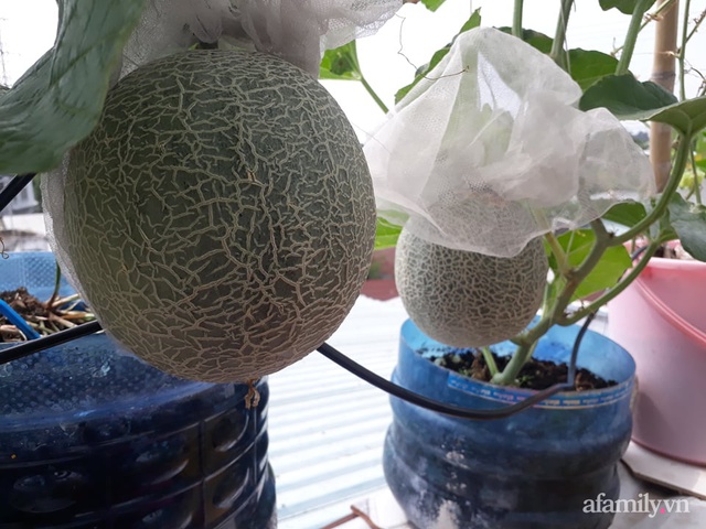 Dù không có sân thượng nhưng mẹ đảm ở Sài Gòn vẫn có được vườn nông sản xanh mướt trên mái tôn - Ảnh 16.