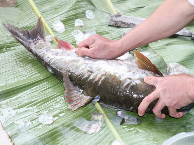 Cá thần tiến vua đắt đỏ ở Việt Nam: Thế giới chỉ 3 nước có, thịt thơm ngon khó tả - Ảnh 2.