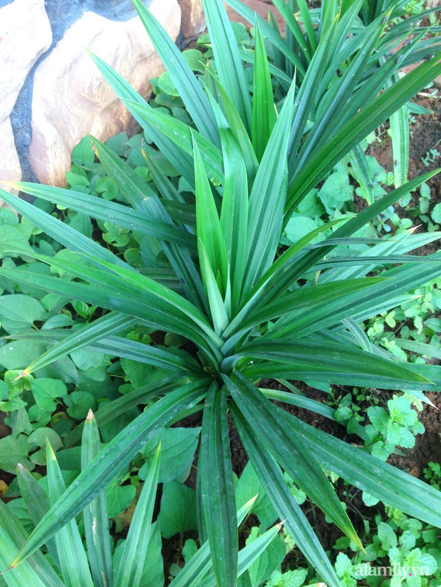 Khu vườn trước cửa xanh mát với đủ loại rau củ của chàng trai Việt ở châu Phi - Ảnh 16.