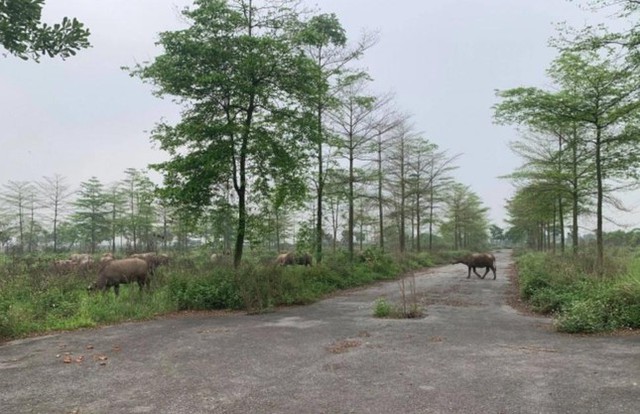  Bộ TN&MT sẽ thanh tra loạt dự án treo’ ôm đất bỏ hoang - Ảnh 1.