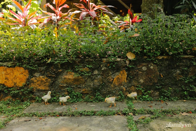 Cải tạo không gian rêu phong thành nhà vườn gói ghém những bình yên của người phụ nữ Hà Thành - Ảnh 4.