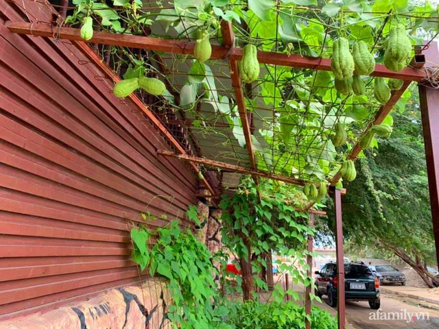 Khu vườn trước cửa xanh mát với đủ loại rau củ của chàng trai Việt ở châu Phi - Ảnh 13.