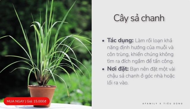 Với vài chục nghìn trong tay, cứ chọn mua 7 loại cây cảnh này đảm bảo muỗi sợ hãi tránh xa nhà bạn - Ảnh 5.