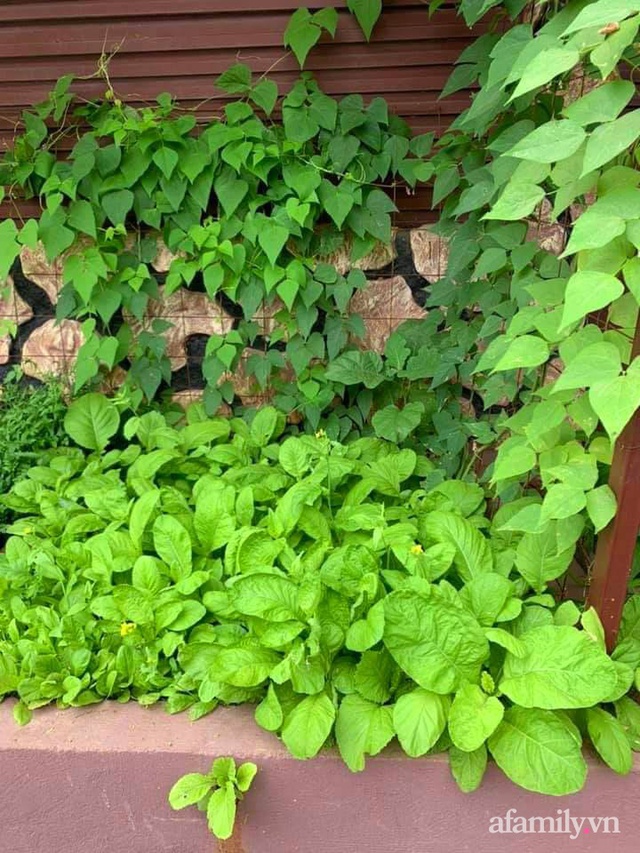 Khu vườn trước cửa xanh mát với đủ loại rau củ của chàng trai Việt ở châu Phi - Ảnh 23.