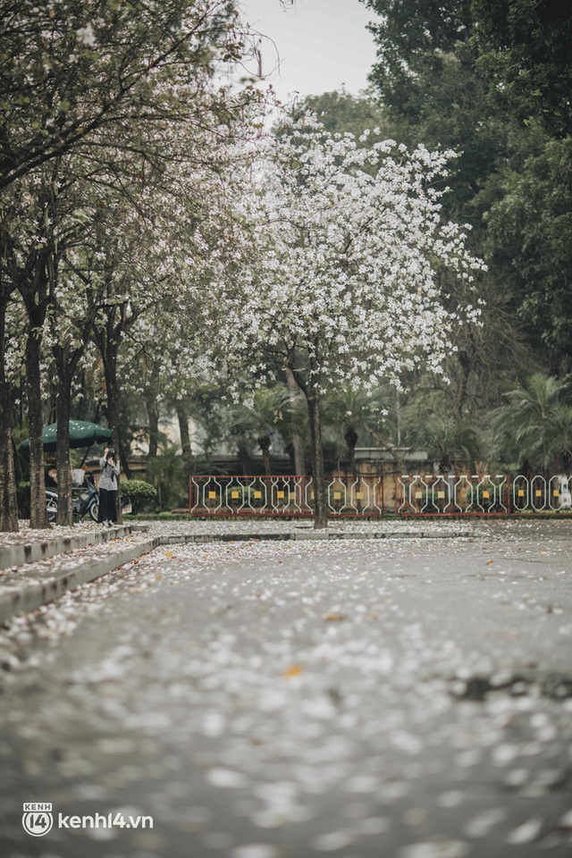 Hà Nội ngày mưa rơi cũng không ngăn nổi tinh thần dân chơi: Người người thi nhau lên đồ đi chụp mùa hoa ban tím mới - Ảnh 13.