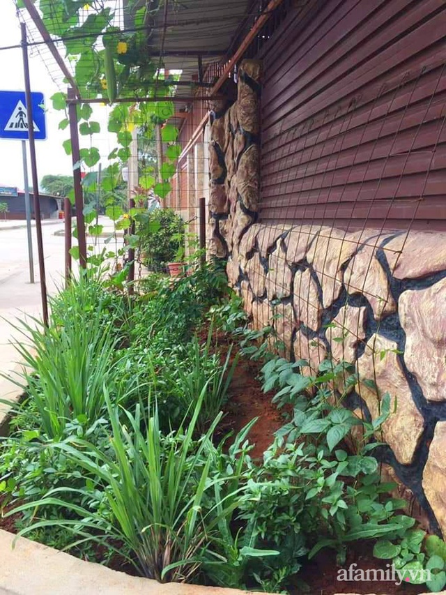 Khu vườn trước cửa xanh mát với đủ loại rau củ của chàng trai Việt ở châu Phi - Ảnh 6.