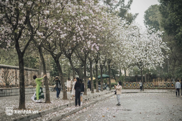 Hà Nội ngày mưa rơi cũng không ngăn nổi tinh thần dân chơi: Người người thi nhau lên đồ đi chụp mùa hoa ban tím mới - Ảnh 14.