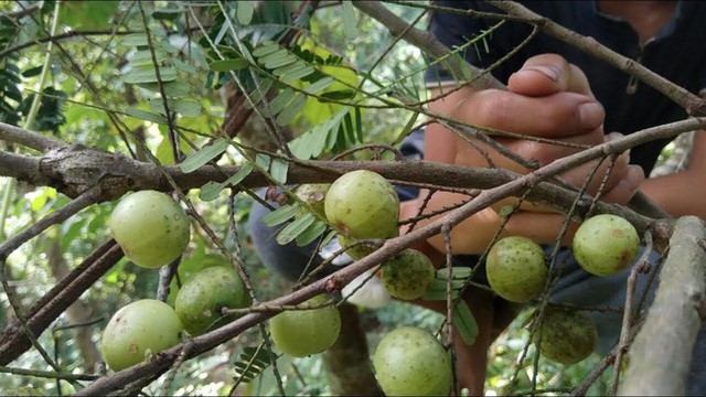 Nghiên cứu mới nhất: Công dụng tuyệt vời của loài quả dại mọc khắp nơi - Ảnh 1.