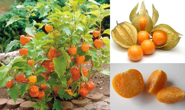 Đây là loại quả mà người Việt chỉ coi là cỏ dại, sang Nhật được tôn như thảo dược quý chữa đủ thứ bệnh, bán giá 700k/kg vẫn cháy hàng - Ảnh 1.
