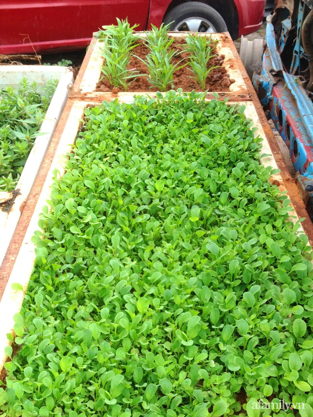 Khu vườn trước cửa xanh mát với đủ loại rau củ của chàng trai Việt ở châu Phi - Ảnh 18.