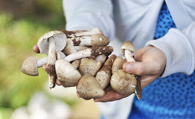 Việt Nam có loại nấm chỉ mọc hoang trong đúng 3 tháng, muốn hái không phải chuyện dễ nên giá bán lên tới cả triệu đồng 1 ký? - Ảnh 9.