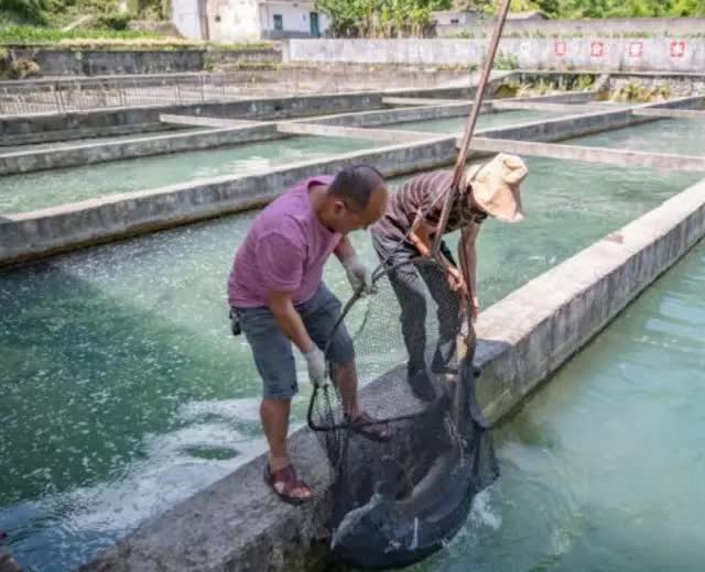 Không nghe lời vợ, người đàn ông bất chấp nuôi loài cá cho trứng quý: Đầu tư 1 lời 100, lãi hơn 200 tỷ đồng mỗi năm - Ảnh 3.