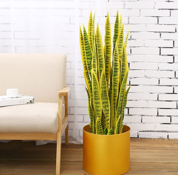 Muốn có tài lộc, may mắn, nhất định phải trồng 8 loại cây này trong nhà - Ảnh 1.