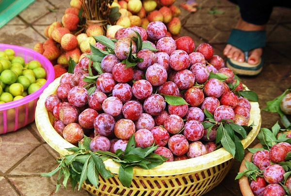 Ăn mận có tác dụng gì? Băn khoăn được chuyên gia giải đáp, tiết lộ thêm một loạt bài thuốc cùng bí kíp dưỡng nhan đỉnh cao từ quả mận - Ảnh 2.