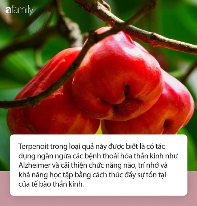 Ăn quả roi có tác dụng gì? Khoa học công nhận 17 lợi ích từ roi, có cả mẹo làm đẹp khiến chị em sửng sốt - Ảnh 2.
