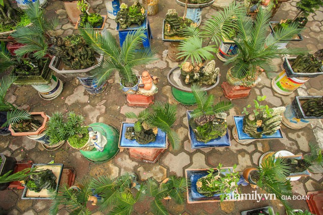 Vạn tuế bonsai của nghệ nhân Hà thành giá hàng chục triệu đồng vẫn hút khách dịp Tết - Ảnh 8.