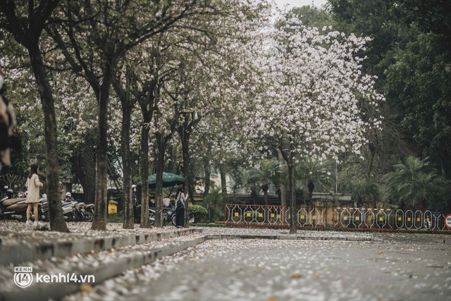 Hà Nội ngày mưa rơi cũng không ngăn nổi tinh thần dân chơi: Người người thi nhau lên đồ đi chụp mùa hoa ban tím mới - Ảnh 4.