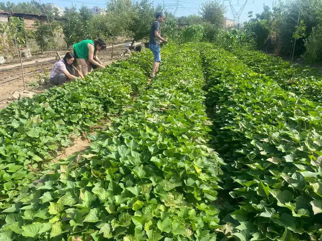 Làm vườn đậm chất quê ở Hungary, bà mẹ Việt khiến bao người phải trầm trồ - Ảnh 13.