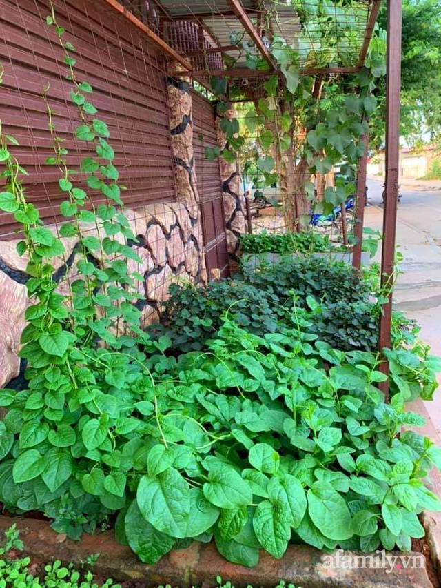 Khu vườn trước cửa xanh mát với đủ loại rau củ của chàng trai Việt ở châu Phi - Ảnh 2.