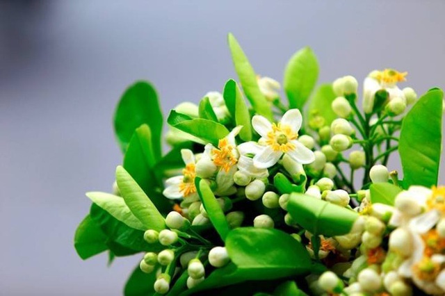 Tháng 3 mùa hoa bưởi: Vừa đẹp, thơm lại vừa làm thuốc chữa bệnh siêu hay - Ảnh 1.