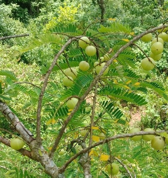 Quả hoang mọc đầy rừng giờ được “lùng mua” nửa triệu đồng/kg vừa là quà vặt của chị em vừa chữa cao huyết áp, giảm tiểu đường - Ảnh 1.