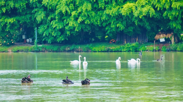 Chim Công, Vịt Trời, Thiên Nga làm tổ trong khu đô thị Ecopark - Ảnh 5.