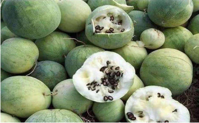  Trên sa mạc bất ngờ mọc vô số quả dưa hấu, chuyên gia: Có khát cũng không được chạm vào - Ảnh 3.