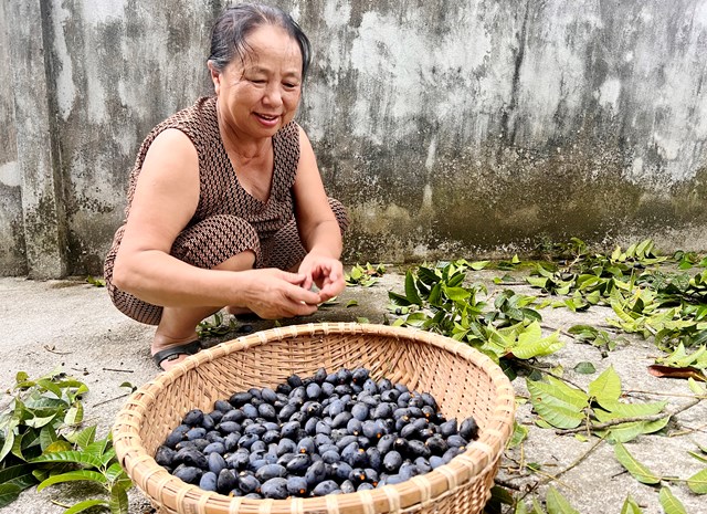 Người dân miền núi Hà Tĩnh kiếm bội tiền nhờ cây có quả đen nhánh - Ảnh 4.