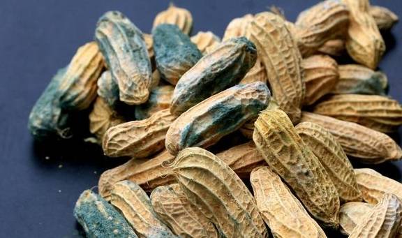 Aflatoxin được WHO xếp là chất gây ung thư cấp 1 có nhiều trong thực phẩm nào? Để phòng ung thư, làm 3 điều này ngay khi còn trẻ - Ảnh 2.