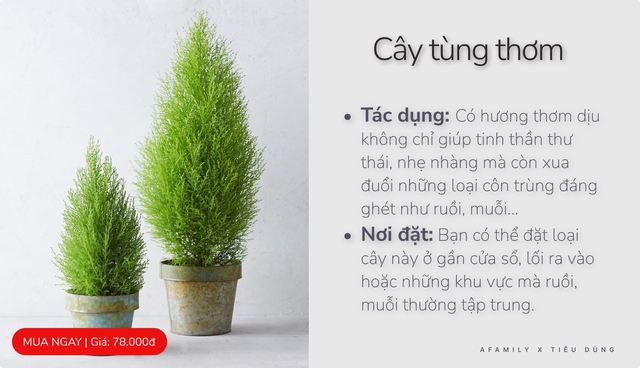 Với vài chục nghìn trong tay, cứ chọn mua 7 loại cây cảnh này đảm bảo muỗi sợ hãi tránh xa nhà bạn - Ảnh 7.