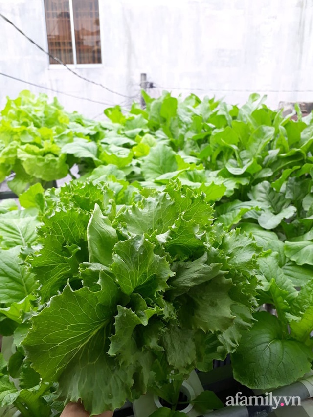 Dù không có sân thượng nhưng mẹ đảm ở Sài Gòn vẫn có được vườn nông sản xanh mướt trên mái tôn - Ảnh 29.