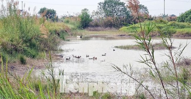  Điểm mặt các khu biệt thự triệu đô bỏ hoang ở Hà Nội trước đề xuất đánh thuế - Ảnh 15.