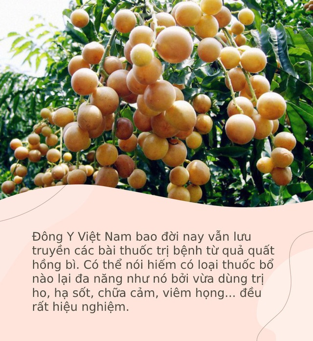 Lương y bật mí những bài thuốc trị bệnh hiệu nghiệm từ quả quất hồng bì: Đơn giản, hiệu quả cho cả trẻ em lẫn người lớn mà không thuốc bổ nào làm được - Ảnh 1.