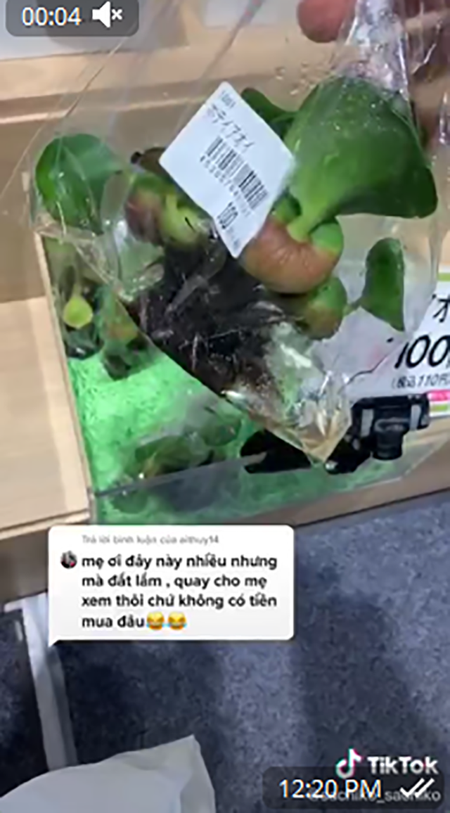 Nghịch lý thú vị: Rau của Việt Nam sang Nhật bị coi là cỏ nhưng những loại cây rẻ bèo lại được bán với giá cao trong siêu thị - Ảnh 10.