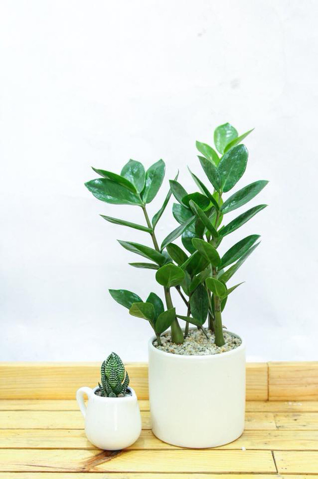 Muốn có tài lộc, may mắn, nhất định phải trồng 8 loại cây này trong nhà - Ảnh 2.