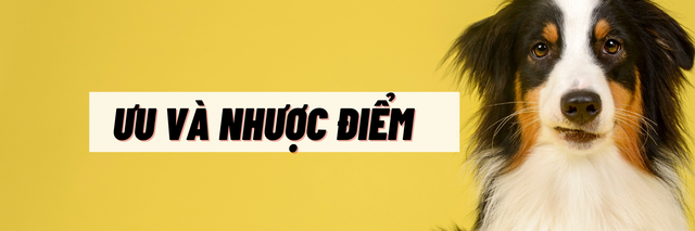  Không có bằng đại học vẫn kiếm hơn 100.000 USD/năm nhờ nghề dắt cún cưng đi dạo - Ảnh 6.