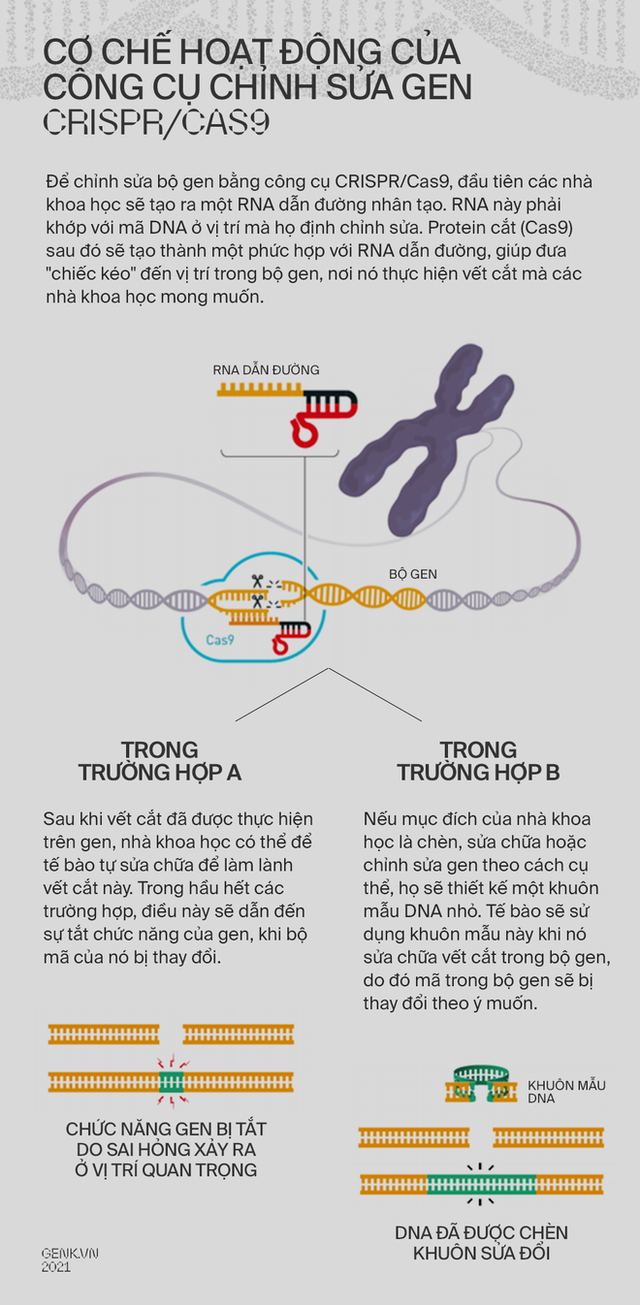 Làm sao để nâng cấp một trái tim? Hãy cấy DNA từ những nhà vô địch Olympic - Ảnh 13.