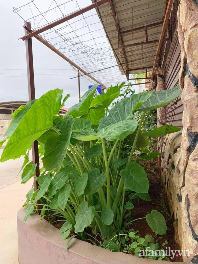 Khu vườn trước cửa xanh mát với đủ loại rau củ của chàng trai Việt ở châu Phi - Ảnh 5.
