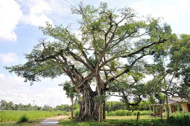 Đừng dại mà trồng những loại cây này trong nhà: Vừa không hợp phong thuỷ, vừa có nguy cơ bị điếc hoặc bị ngộ độc dẫn đến tử vong - Ảnh 6.