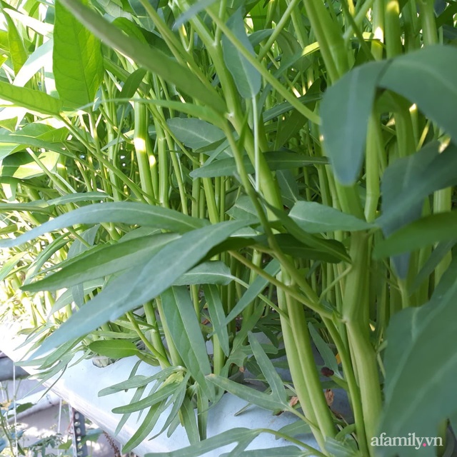 Dù không có sân thượng nhưng mẹ đảm ở Sài Gòn vẫn có được vườn nông sản xanh mướt trên mái tôn - Ảnh 10.