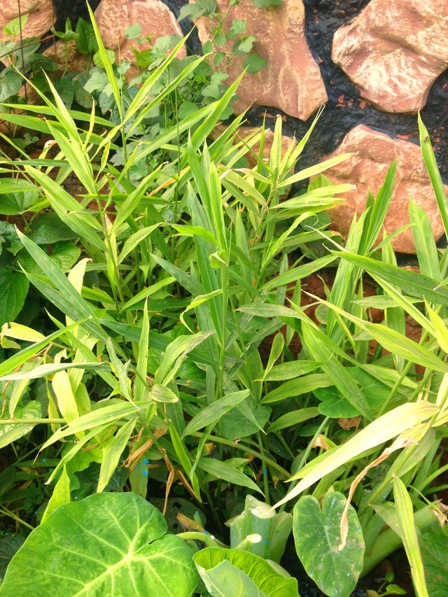 Khu vườn trước cửa xanh mát với đủ loại rau củ của chàng trai Việt ở châu Phi - Ảnh 15.