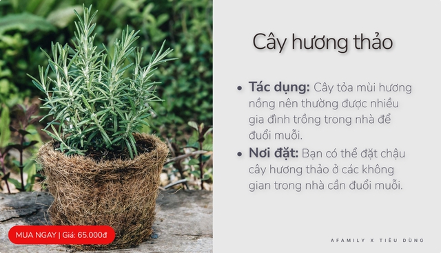 Với vài chục nghìn trong tay, cứ chọn mua 7 loại cây cảnh này đảm bảo muỗi sợ hãi tránh xa nhà bạn - Ảnh 1.