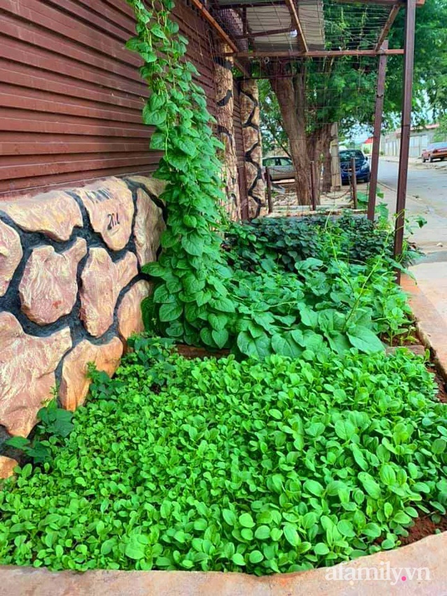 Khu vườn trước cửa xanh mát với đủ loại rau củ của chàng trai Việt ở châu Phi - Ảnh 20.