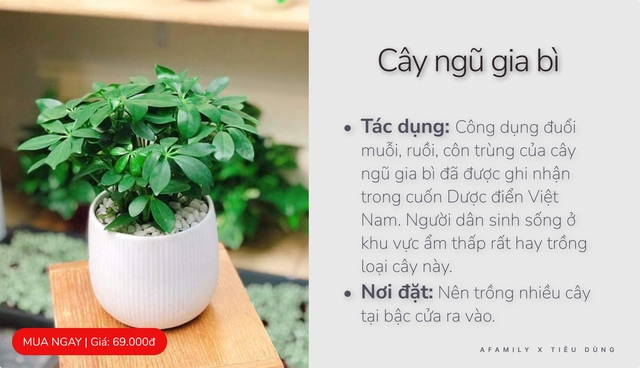 Với vài chục nghìn trong tay, cứ chọn mua 7 loại cây cảnh này đảm bảo muỗi sợ hãi tránh xa nhà bạn - Ảnh 2.